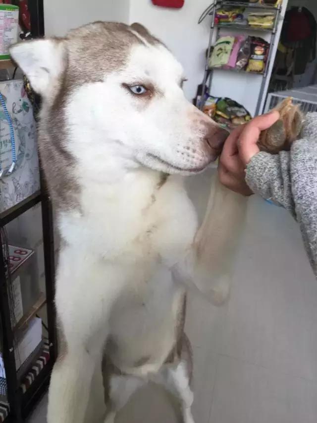 长沙人爱养什么品种的鸟,长沙人为什么喜欢养乌龟