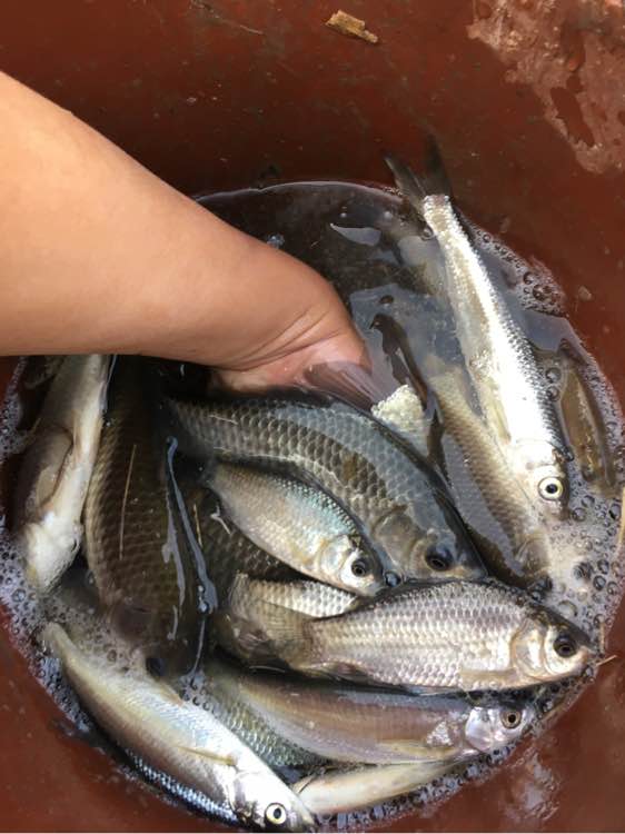 最大钓七八斤的鱼用什么竿子,5.4溪流竿能钓几斤的鱼