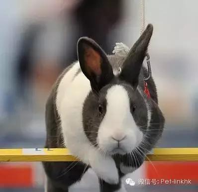 国内十大最受欢迎宠物排行,最受欢迎的宠物品种有哪些