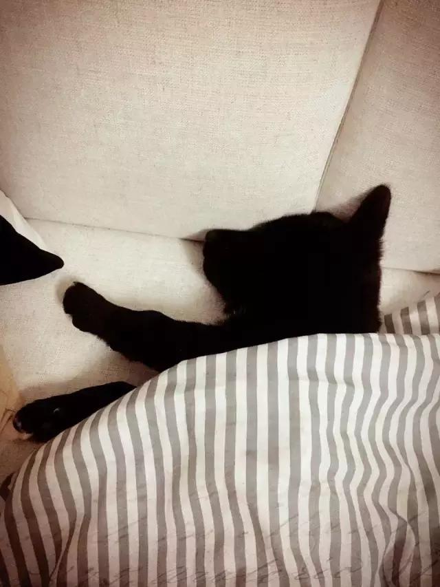 长沙宠物蜥蜴品种有哪些,别人家养的宠物蜥蜴食肉动物