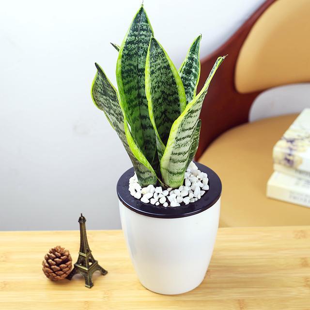 吸甲醛最利害的6款绿色盆栽,家中不妨放几盆,好养还漂亮