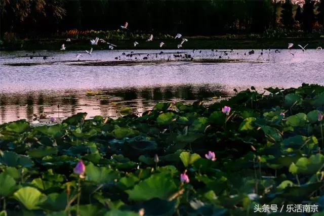 南京踏青赏梅乐享春光,赏梅园