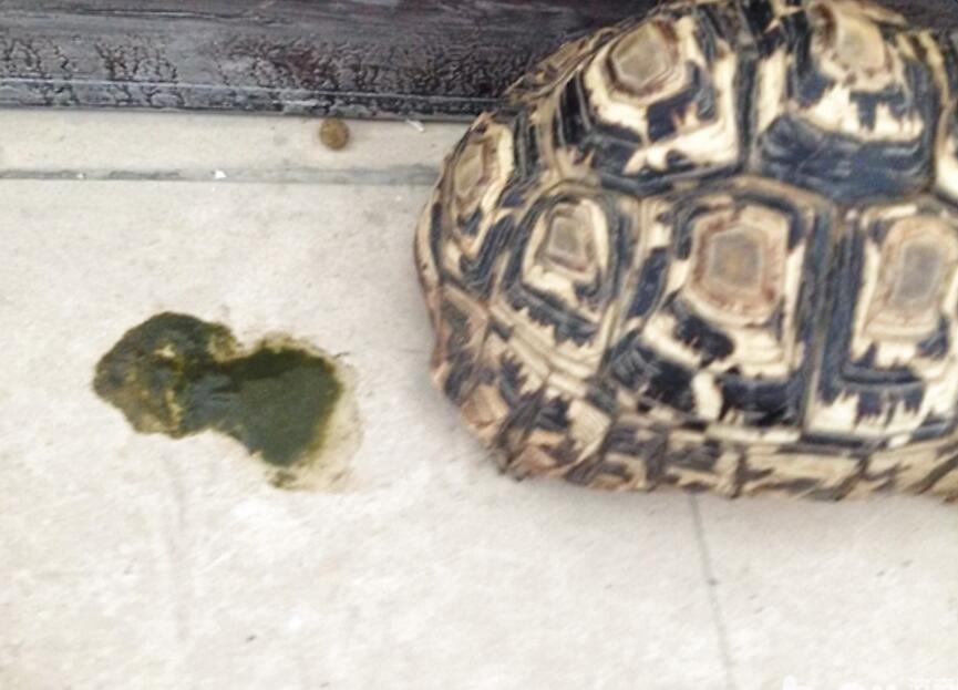 怎样挑选乌龟才是最好的,新手怎么选乌龟