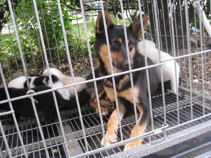 狗狗产后性情大变，追咬路人，被保安*攻围**却做出异样动作让人原谅