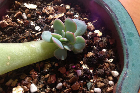 水培文竹和土培有什么不一样,怎么鉴别水培文竹和土培文竹