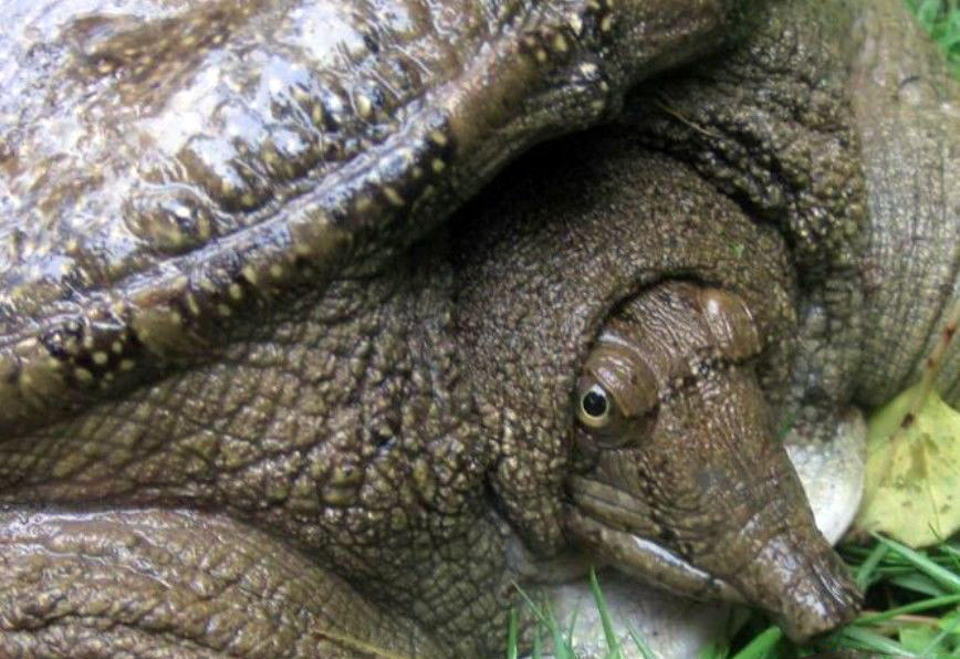 钓到放生甲鱼如何处理,钓到野生甲鱼该不该放生