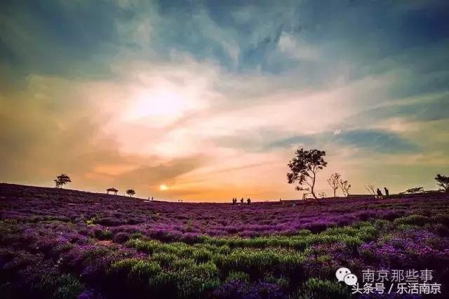 南京踏青赏梅乐享春光,赏梅园