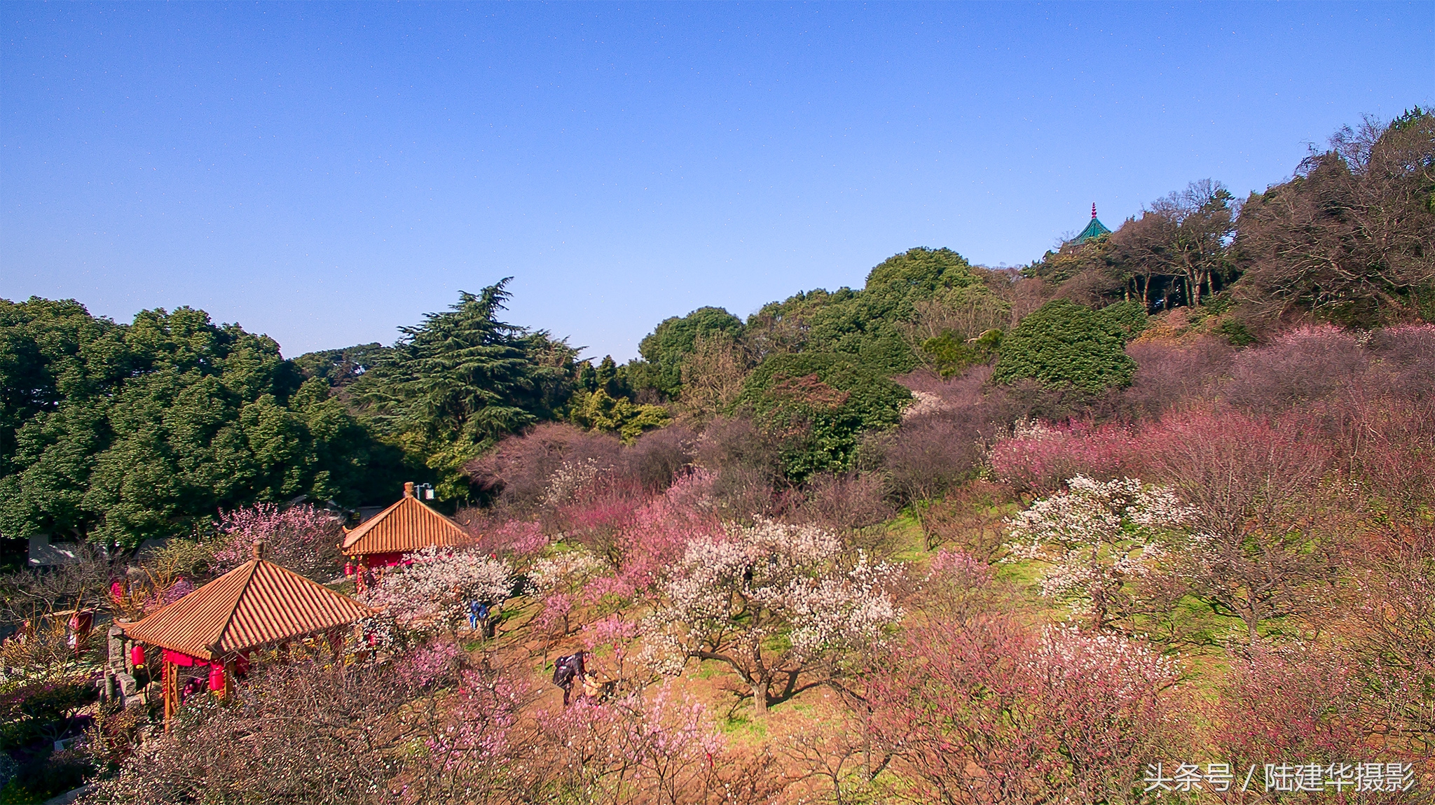无锡梅园，春风十里不如你