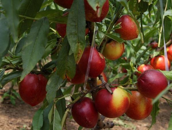 大连特产虾酱很臭为什么,大连有哪些特产适合带回家