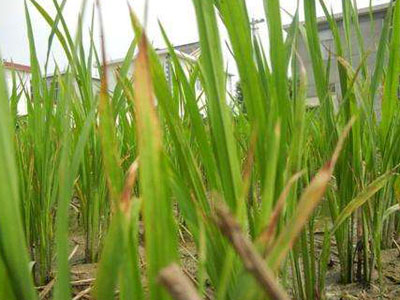 出现药害的农作物怎么补救,草莓药害的表现症状是什么