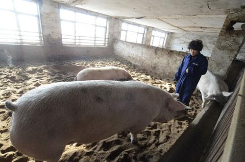 猪打喷嚏的原因,猪打喷嚏什么原因