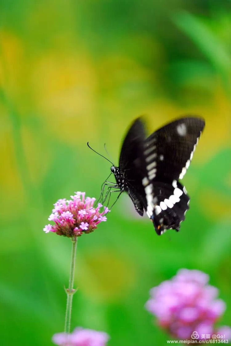 微距镜头下的昆虫视角,微距下的昆虫摄影