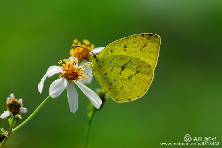 微距镜头下的昆虫视角,微距下的昆虫摄影