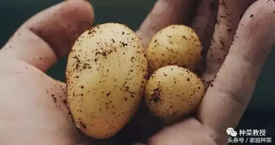 种植土豆全过程盆栽,种植土豆视频教程大全