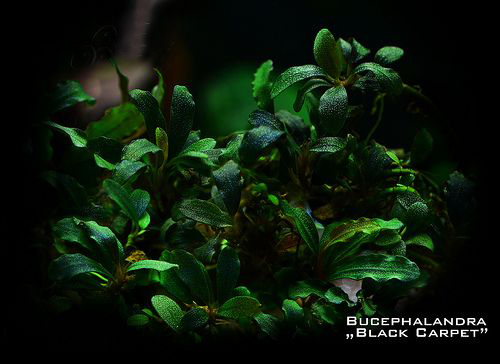 水族辣椒榕,水族朋友圈