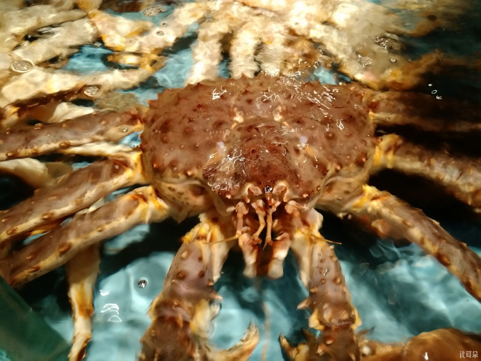 酷派s1买哪个版本,酷派s1音效对比