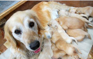 成年小型犬可以喝牛奶吗,宠物狗喝纯牛奶会怎么样