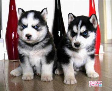 普遍的狗狗品种大全及图片,所有狗狗品种集合大全