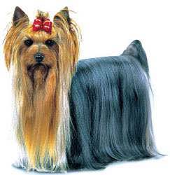 普遍的狗狗品种大全及图片,所有狗狗品种集合大全