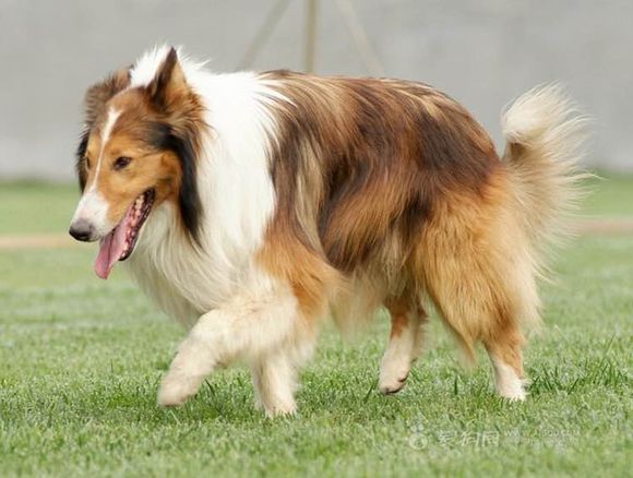 普遍的狗狗品种大全及图片,所有狗狗品种集合大全