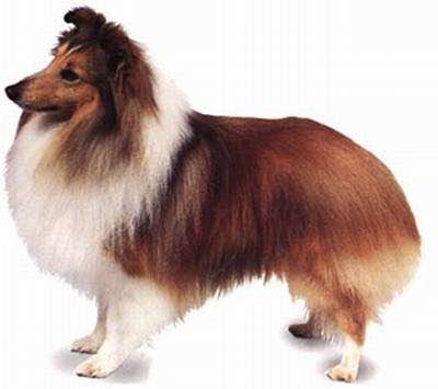 普遍的狗狗品种大全及图片,所有狗狗品种集合大全