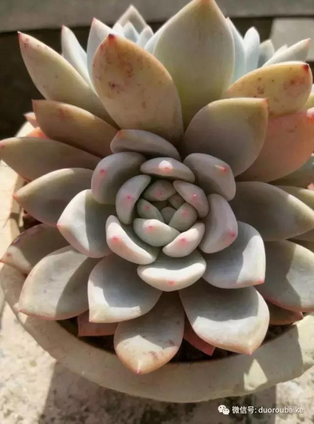 春天的多肉带给枯木新的生机，于是它们相爱了！