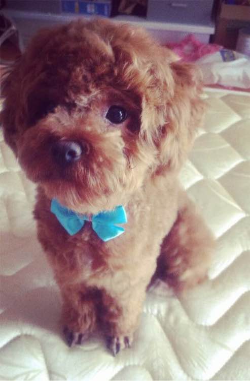 普遍的狗狗品种大全及图片,所有狗狗品种集合大全