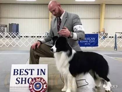 德牧登顶！BIS视频！世界第一犬展2017西敏寺赛果总汇
