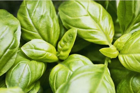 香草和香料在使用中应该注意哪些,香草植物怎么养