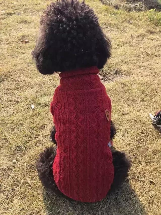 长沙人爱养什么品种的鸟,长沙人为什么喜欢养乌龟