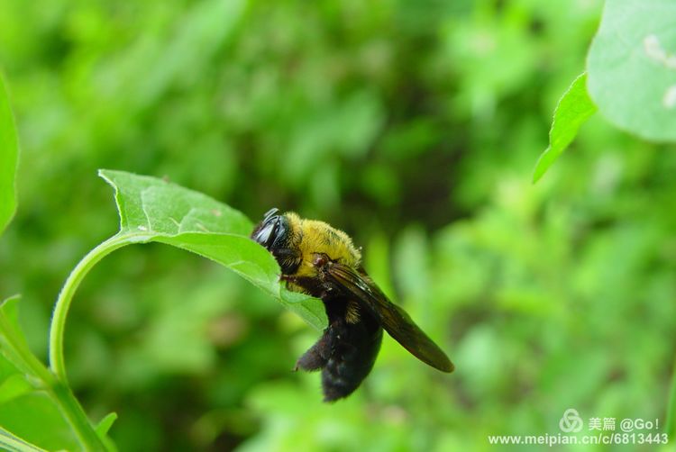 微距镜头下的昆虫视角,微距下的昆虫摄影