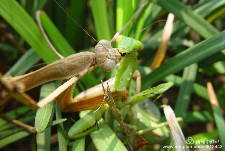 微距镜头下的昆虫视角,微距下的昆虫摄影