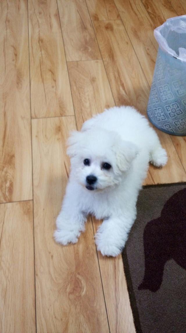 5个月的比熊护食很凶时咬主人,三个月比熊咬小孩怎么办