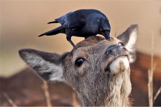 捣毁乌鸦窝有报复吗,淘气的报复后续