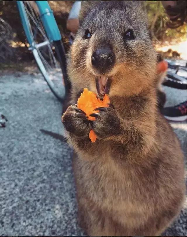 最萌短尾矮袋鼠,澳洲偶遇袋鼠