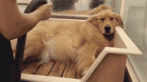 一下雨狗就害怕,下雨天狗狗太臭怎么办啊