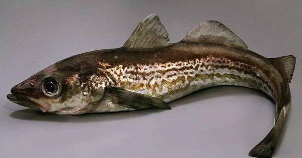 别傻了，你吃的“蟹棒”其实是这种鱼做的