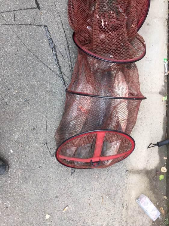 自从钓了鱼，麻将金花全部戒掉，老婆也支持我钓鱼，毕竟比赌博好