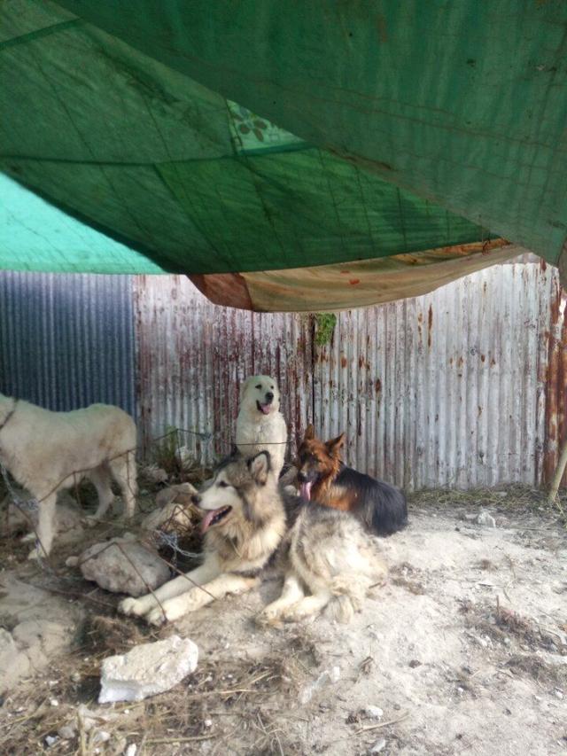 狗贩子养的狗,农村狗市场最好养又便宜