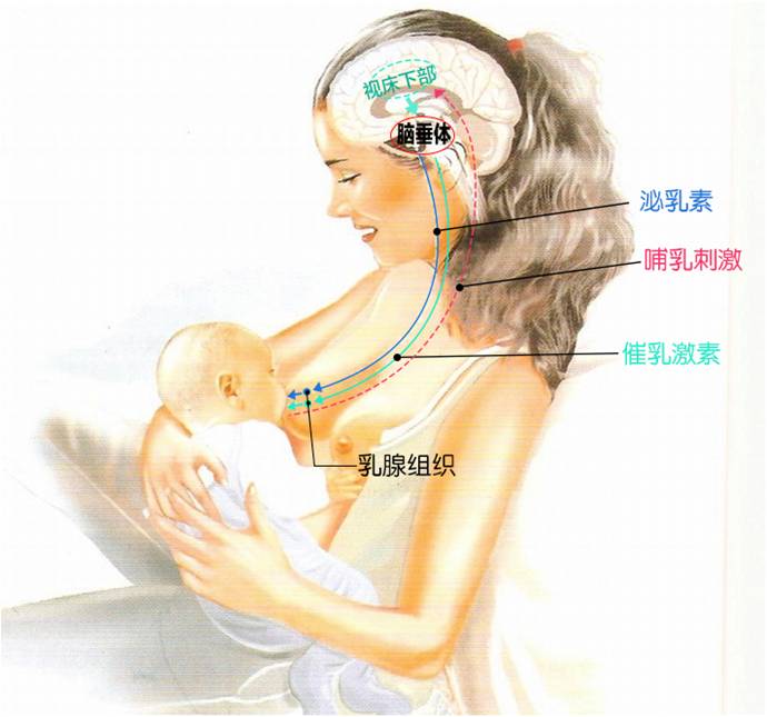 宝宝不能吸奶的喝奶神器,没奶水选什么吸奶器