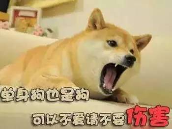 虐狗节是什么,虐狗节的最后一句话