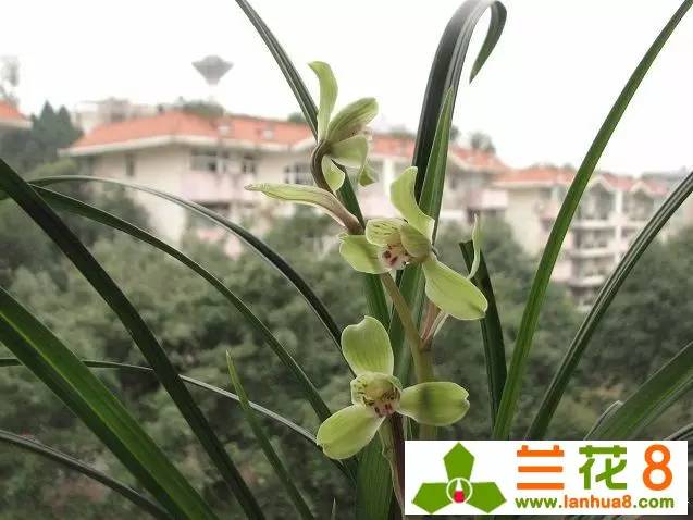 兰花的精神品格折服世人，兰花品性雅洁惹人怜爱