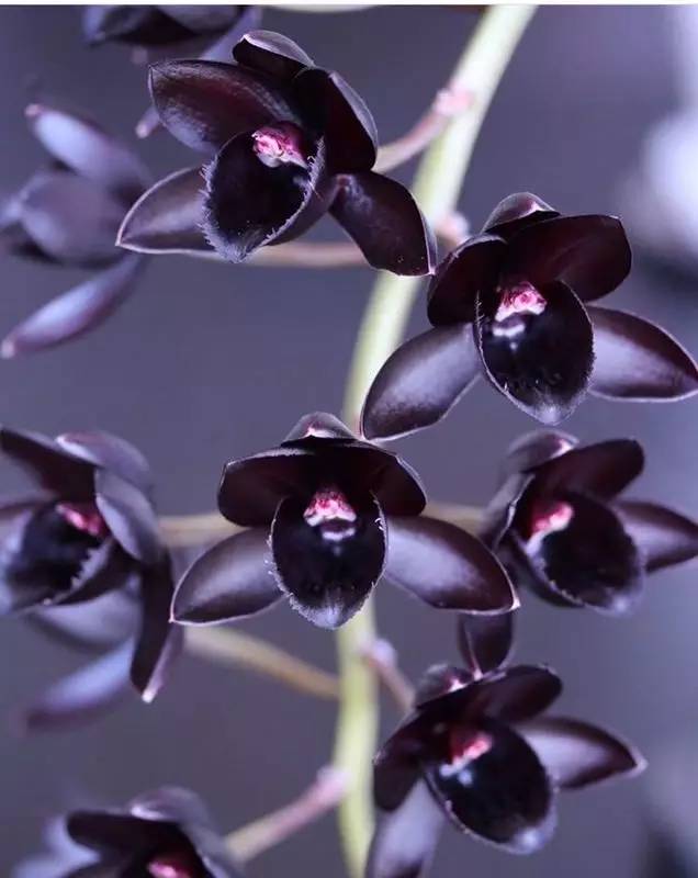 情人节只送花会不会太单调,情人节过了送玫瑰