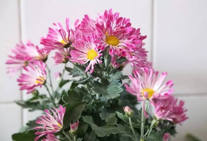 小学生开学教室布置,开学布置教室黑板报