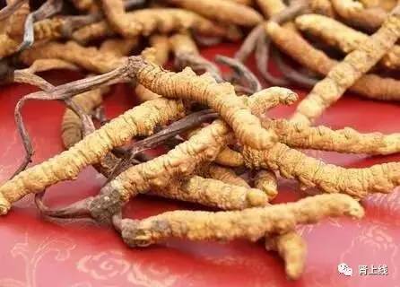 百令胶囊和金水宝治疗肾炎哪个好,金水宝跟百令哪个对肾病有效果