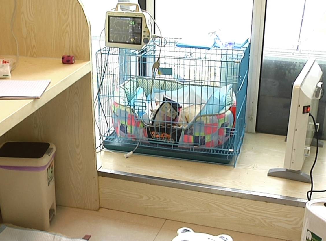 宠物医院的收费到底合不合理,宠物医院天价