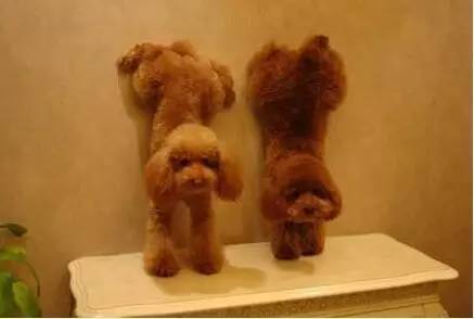 不会倒立怎么办教你一招,不会倒立怎么办可以练好吗