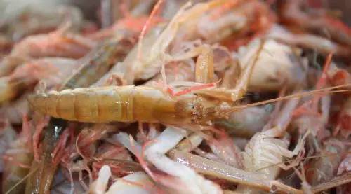 威海一月份当季海鲜,威海冬天海鲜种类