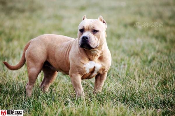 魔兽源犬舍“布兰妮”三岁震撼气质成就犬界恢弘传奇!