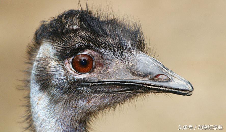 女孩买回一只鸡蛋,女子买3箱鸡蛋出一只小鸡